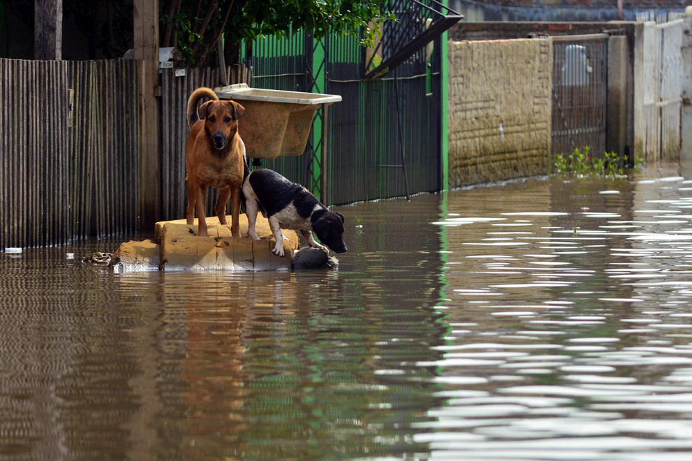 inondation animaux